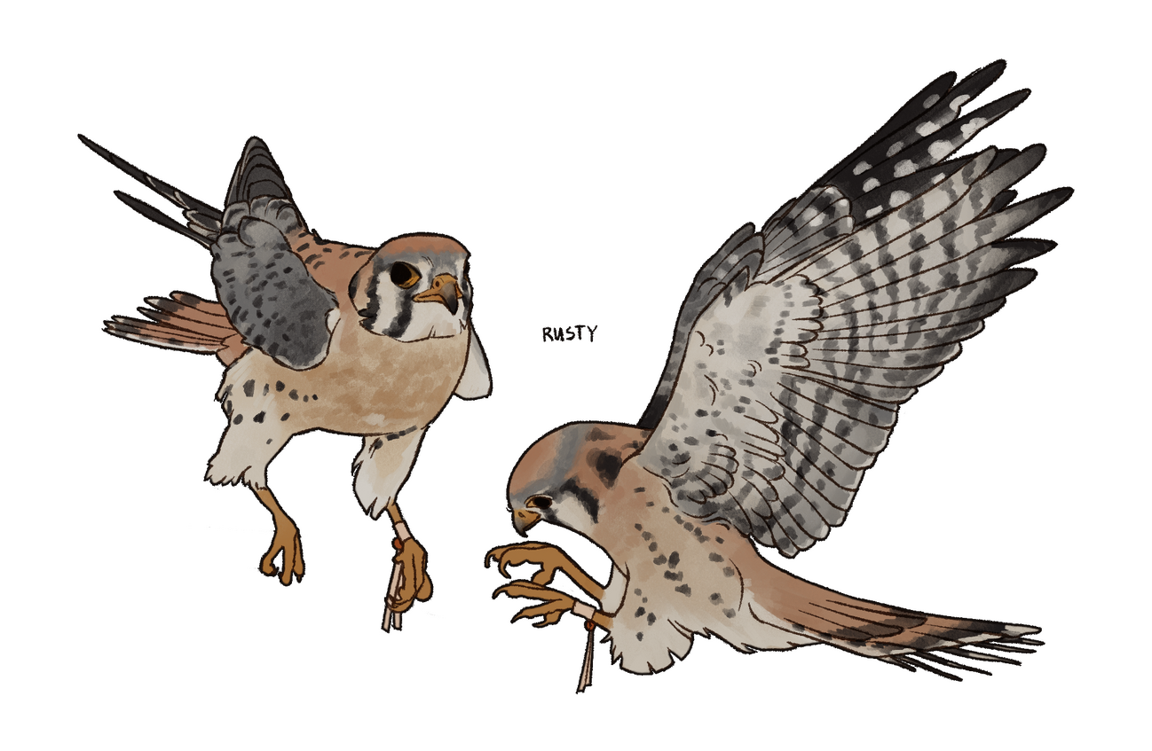 "Rusty" - Character's Kestrel
